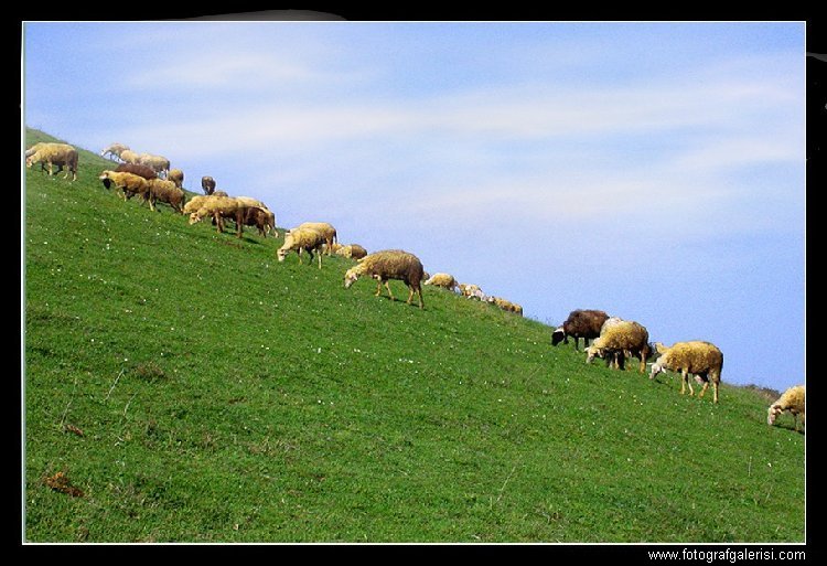 Sakarya Kırcali [Ismail allı]