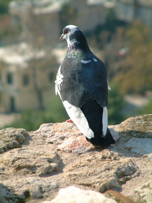 Atinal Guvercin [Yahya Sezai Tezel]