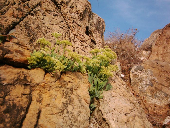 Kayakorugu (CRITHMUM MARITIMUM) [Mustafa Yalner]