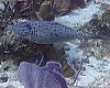 Dalmacyalı Balık (Cayman Adaları) [Ahmet Tezel]