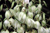 Yamurdan Sonra (Yucca Filamentosa) [Burhan Erdem]